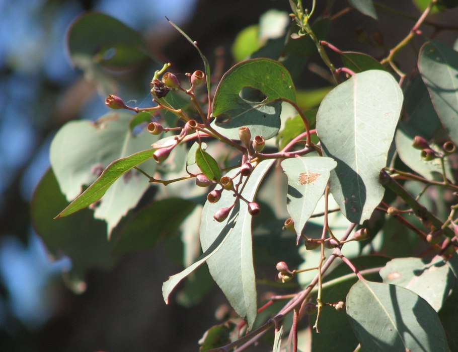 Eucalyptus staigeriana