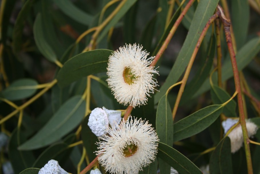 Эвкалипт шаровидный