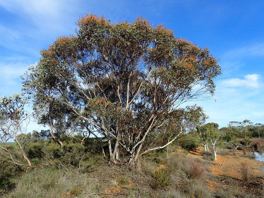 Eucalyptus cooperiana