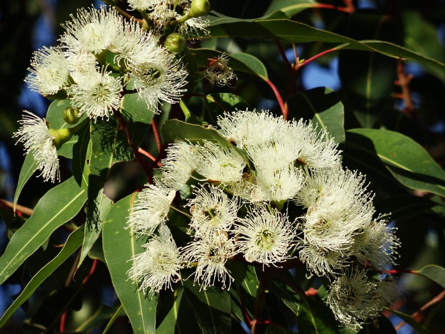 Eucalyptus amygdalina