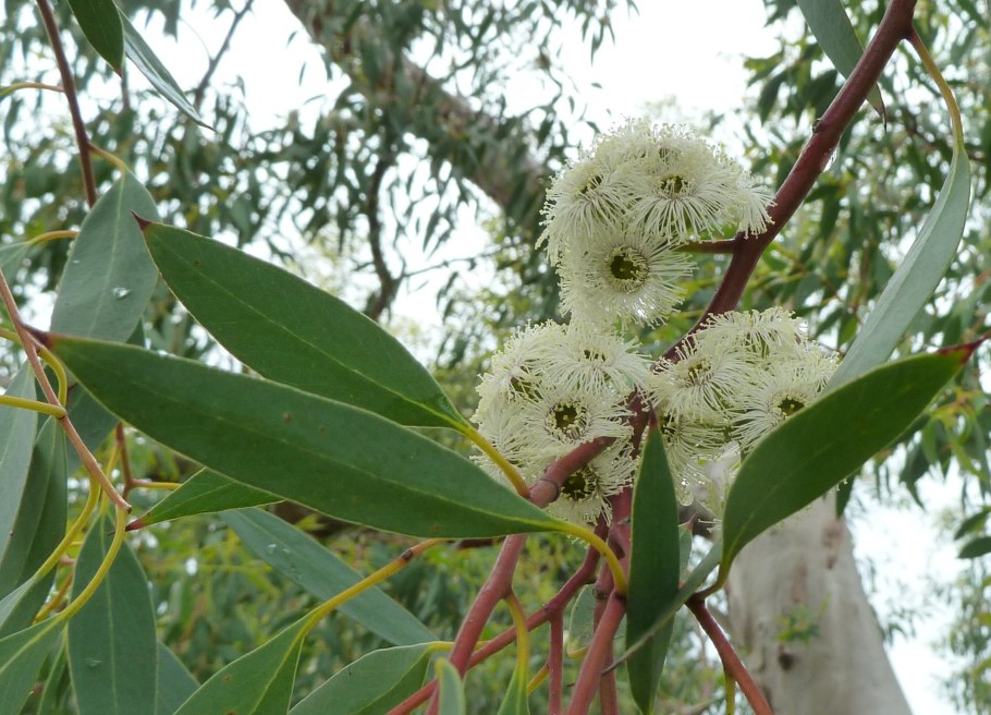 Eucalyptus polybractea