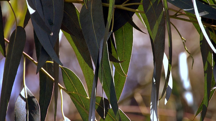 Эвкалипт бриджесиана