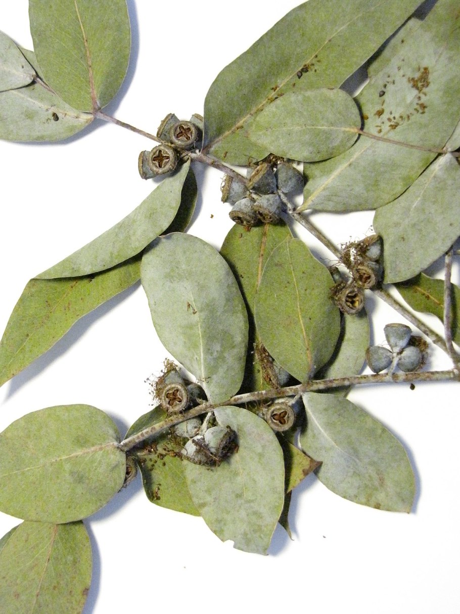 Eucalyptus cinerea