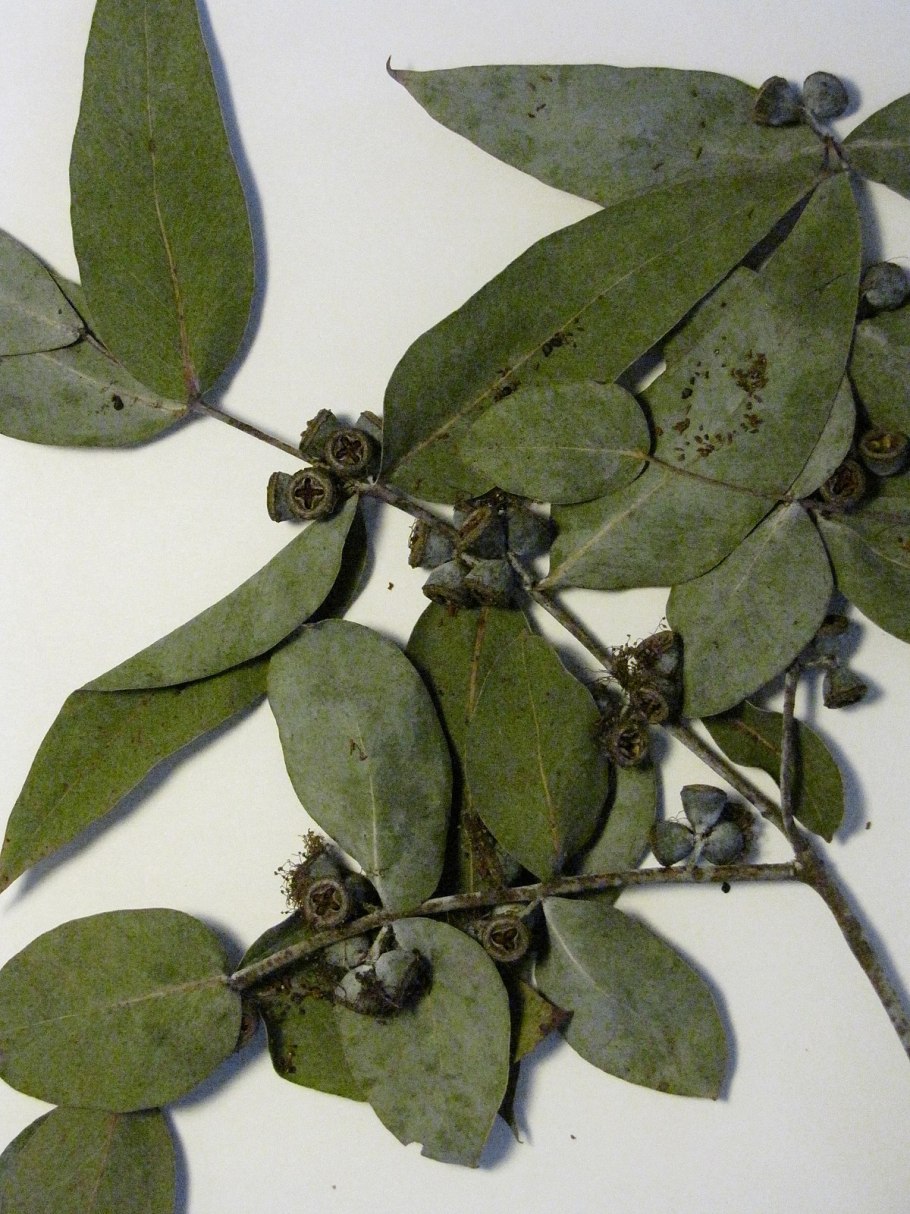 Листья эвкалипт