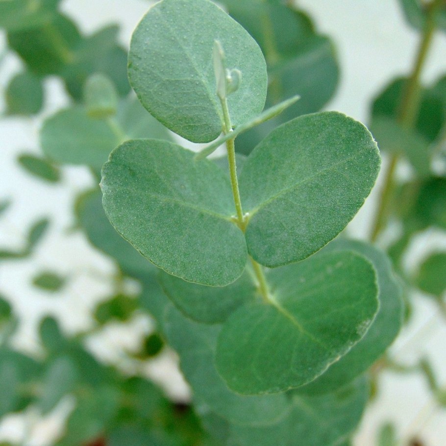 Эвкалипт иволистный