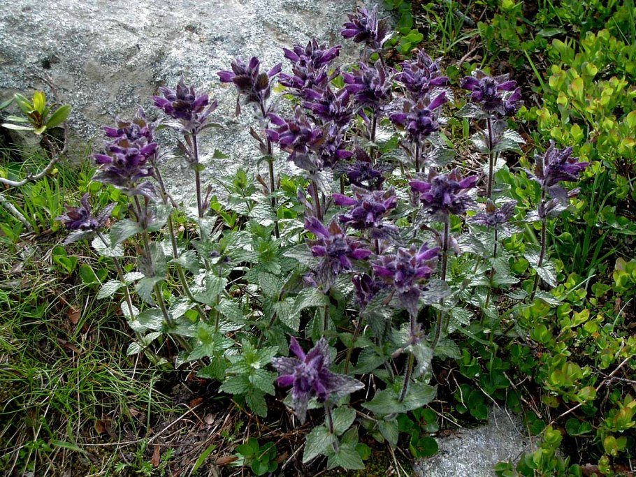 Бартсия Альпийская фото