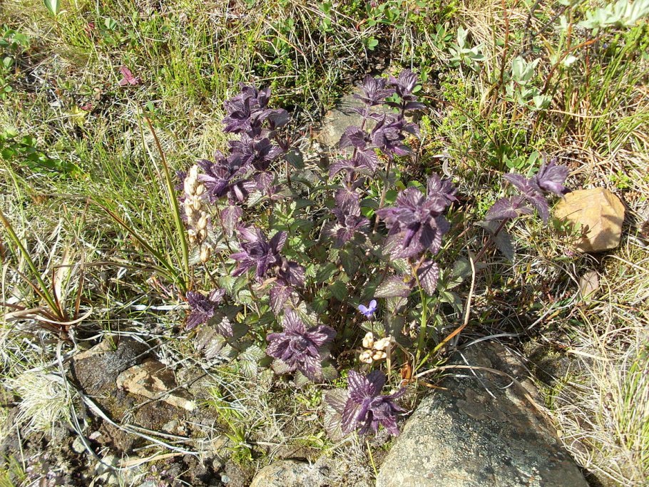 Бартсия альпийская (bartsia alpina)