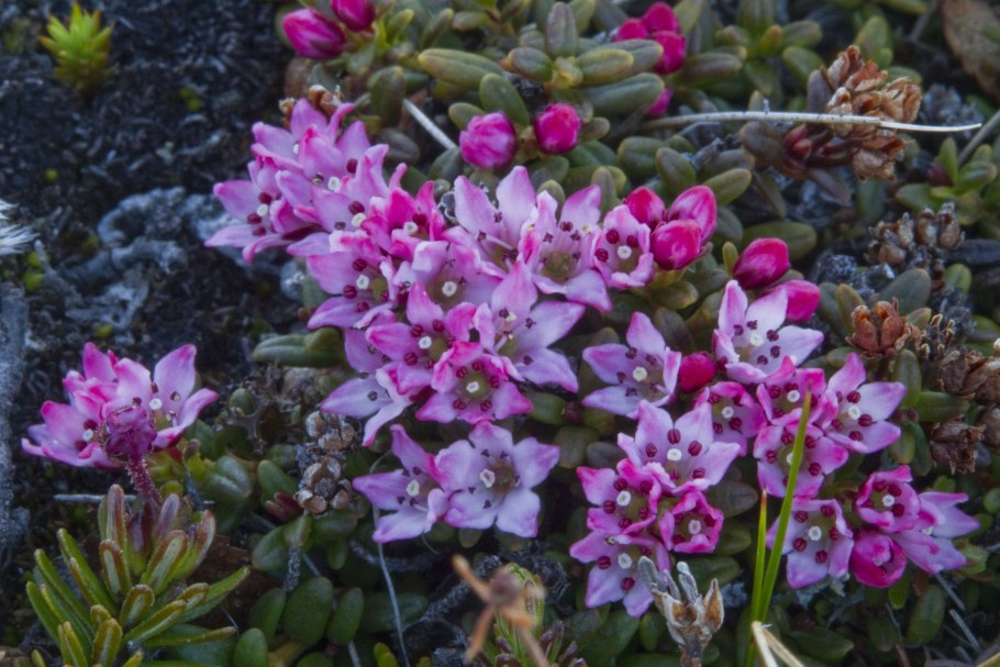 Позднеальпийский этап