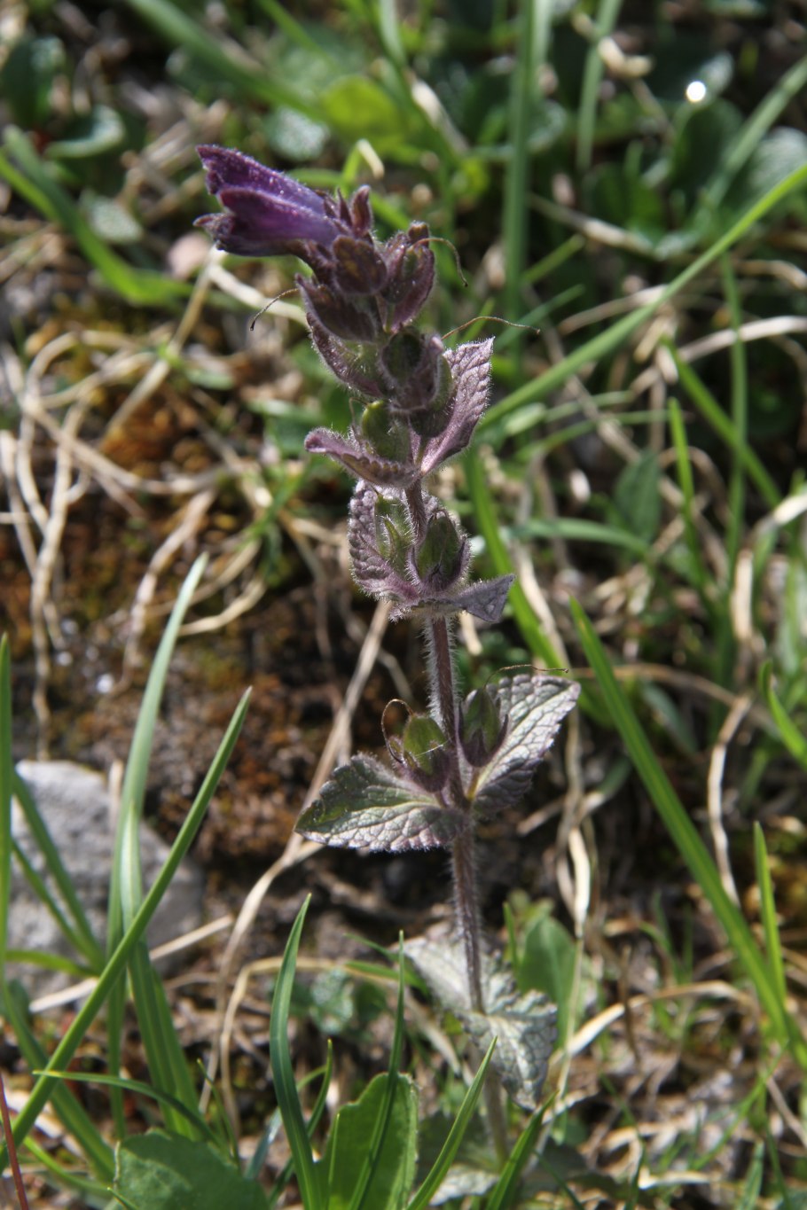 Марьянник серебристоприцветниковый