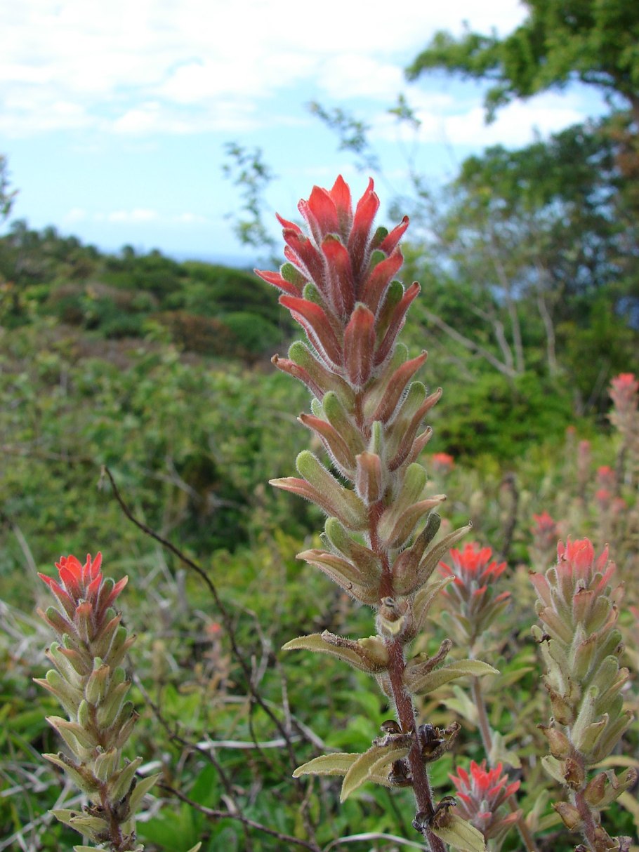 Барция растение