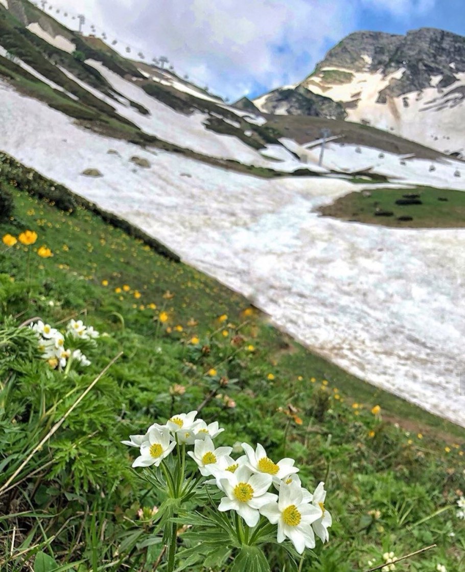 Эдельвейс приэльбрусье цветок