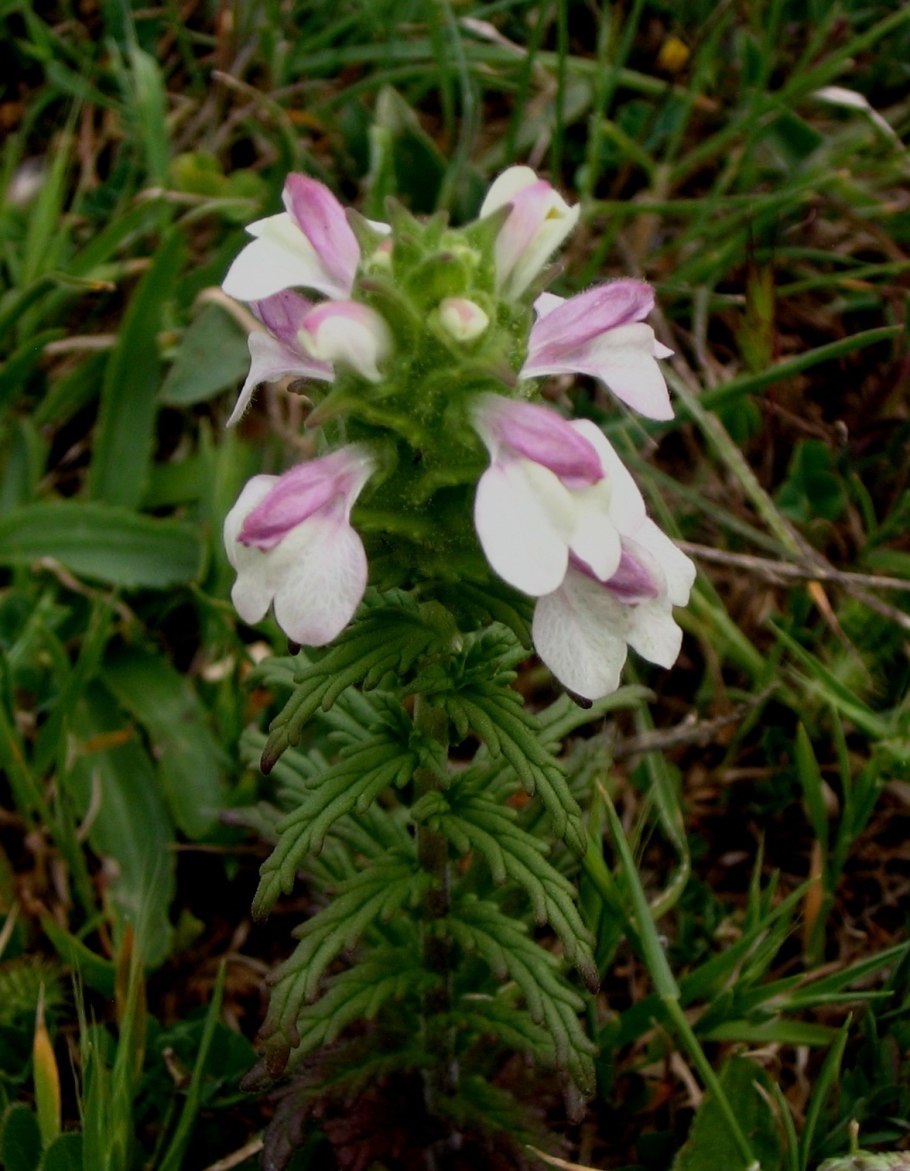 Плоский камень