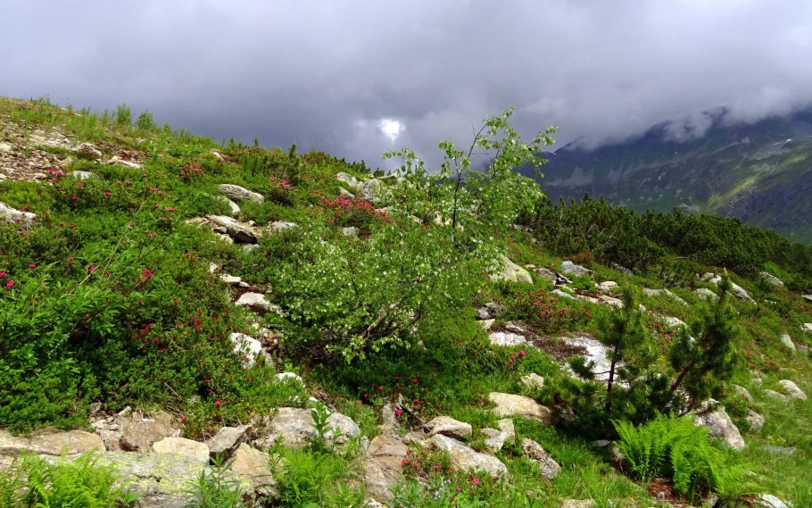 Горно-тундровый пояс флора