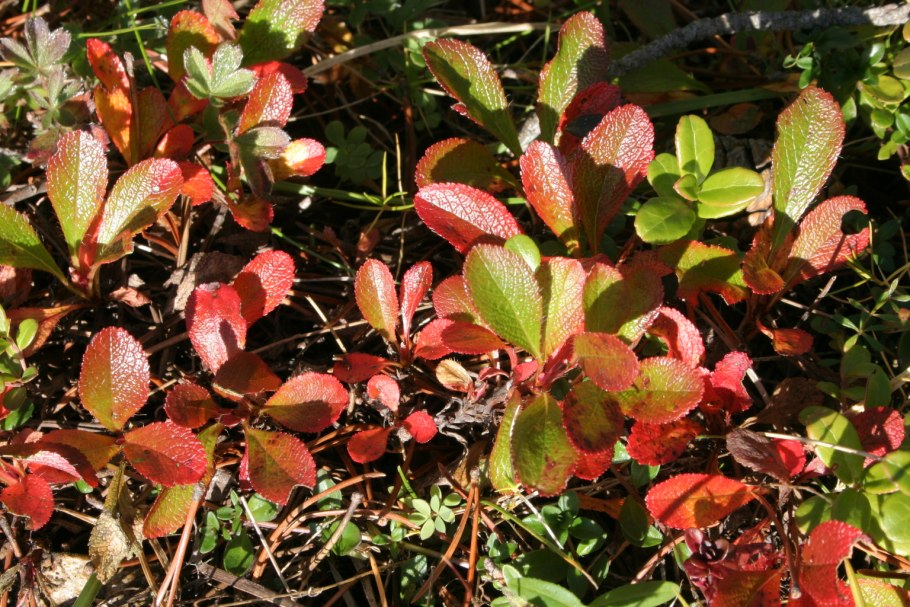 Арктоус альпийский