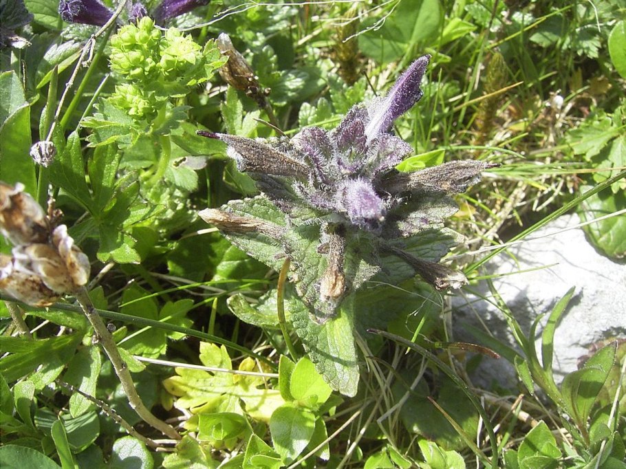 Кастиллея (indian paintbrush)