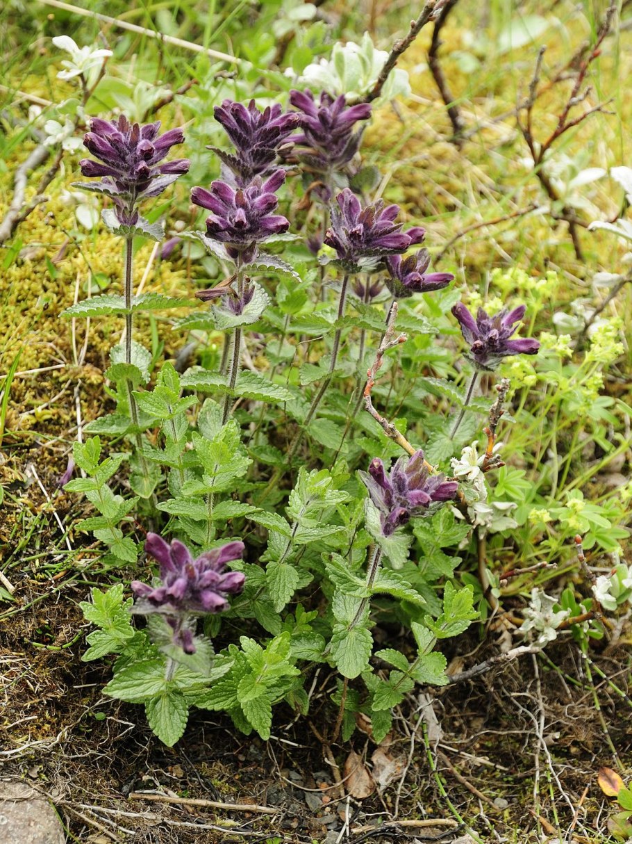 Бартсия Альпийская Бартсия Альпийская