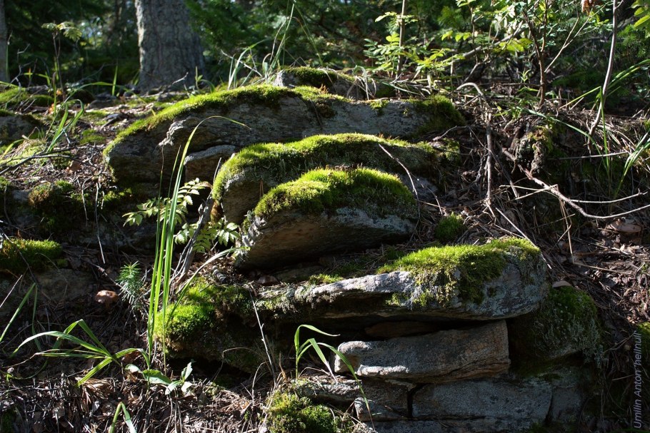 Тенелюбивые растения для альпийской горки