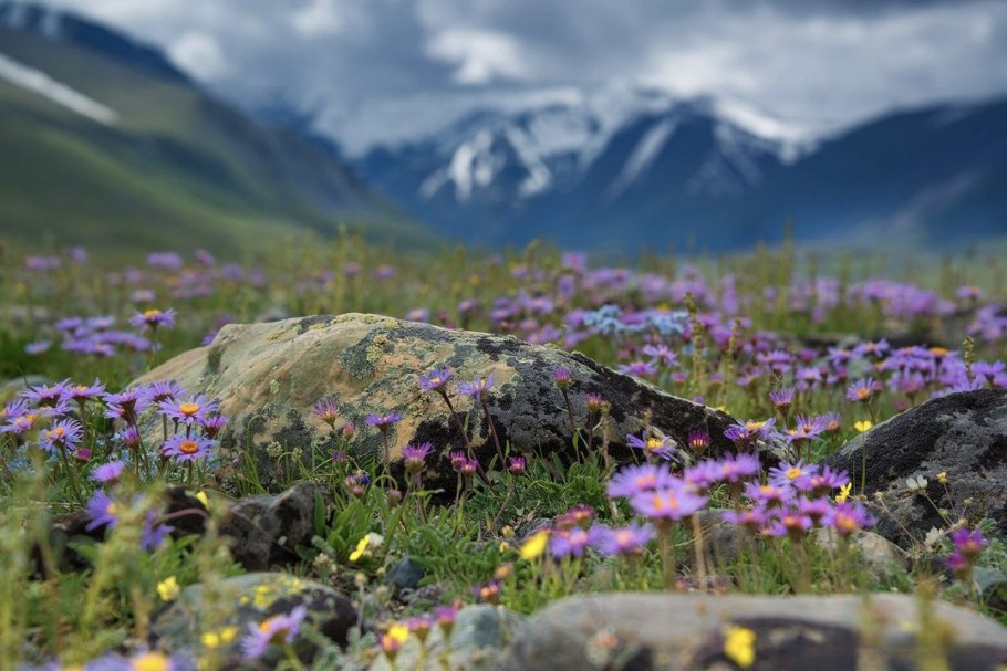 Горный алтай альпийские луга