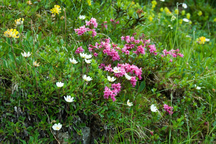 File:Bartsia Alpina in Avoriaz (2).jpg - Wikimedia Commons