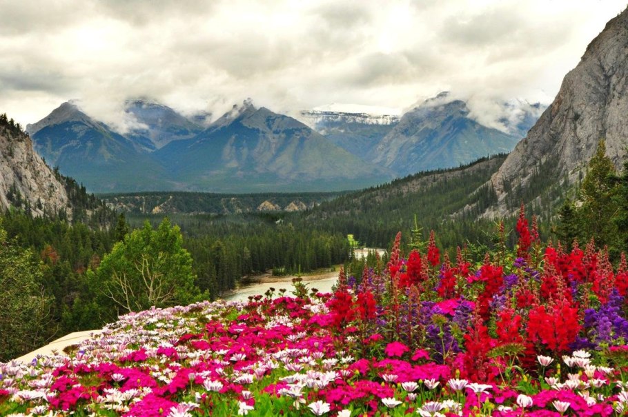Банф национальный парк флора