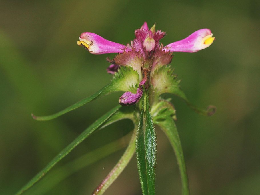 Очанка Путоранская
