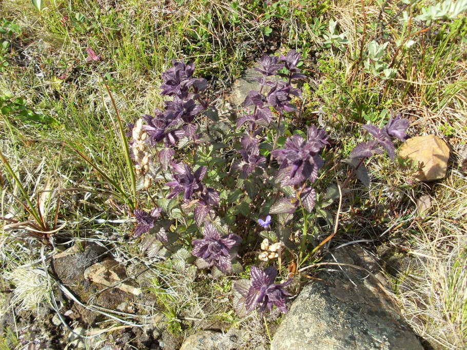 Bartsia alpina