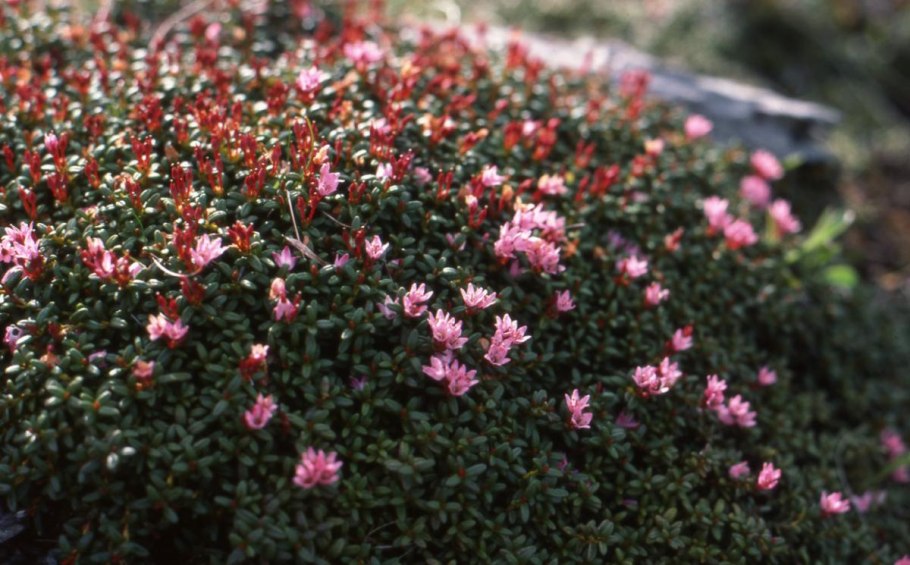 Kalmia procumbens