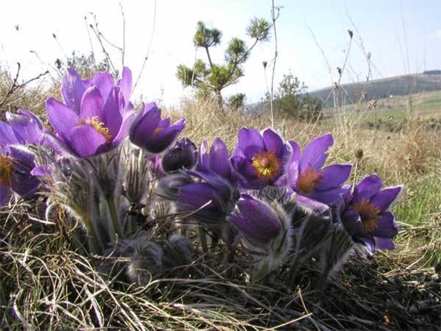 Pulsatilla прострел Даурский