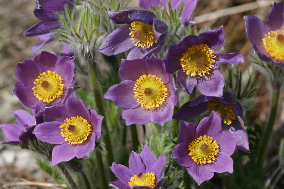 Pulsatilla прострел даурский