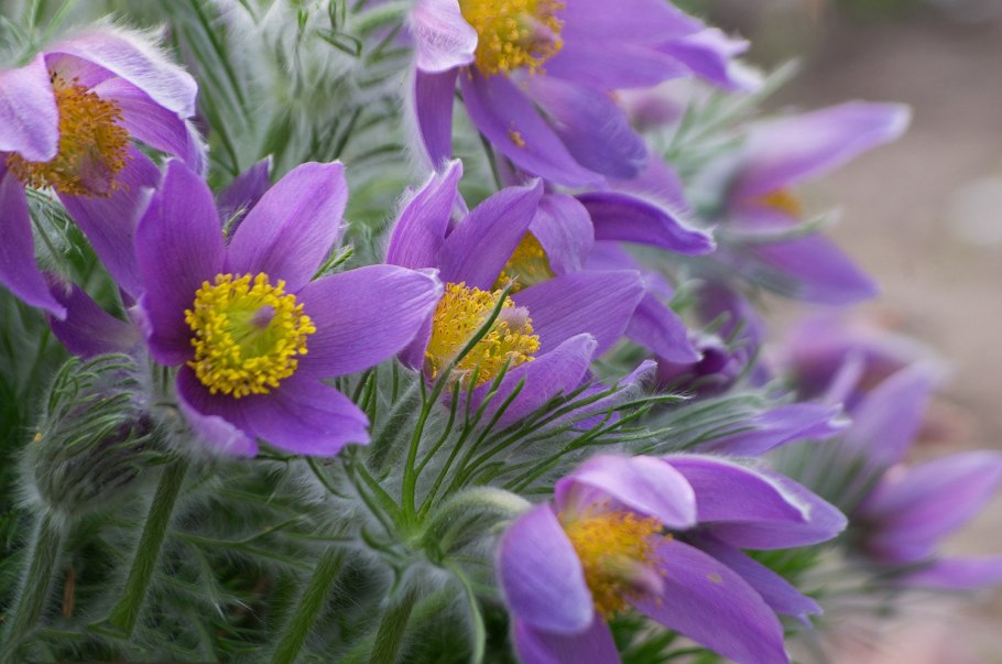 Pulsatilla grandis