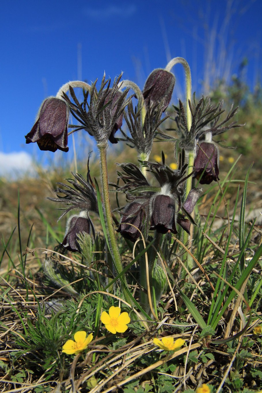Pulsatilla pratensis