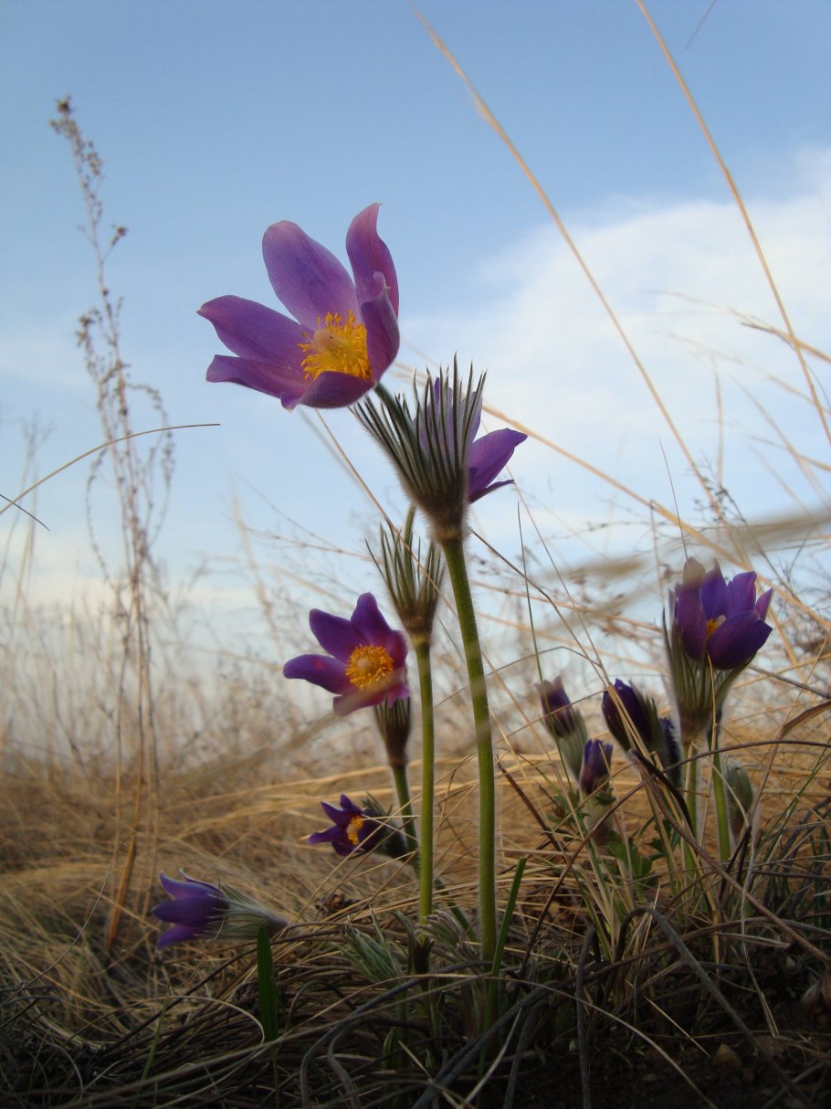 Прострел обыкновенный