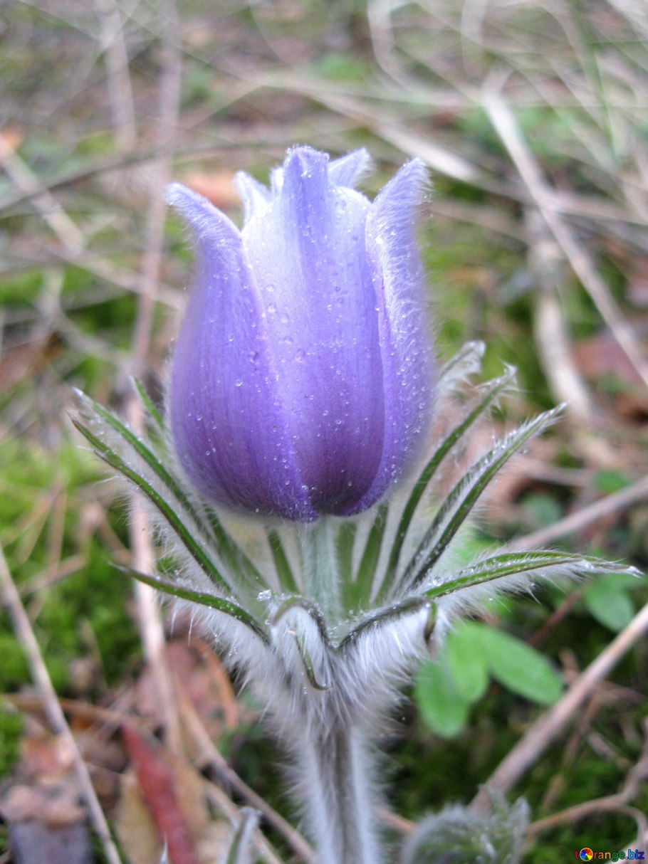 Подснежник сибирский прострел
