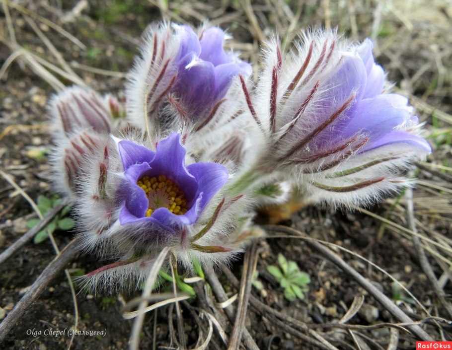 Прострел Луговой отцветший