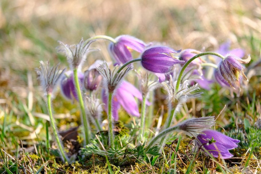 Прострел - сон трава