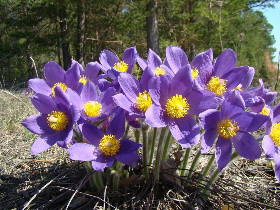 Прострел раскрытый сон трава