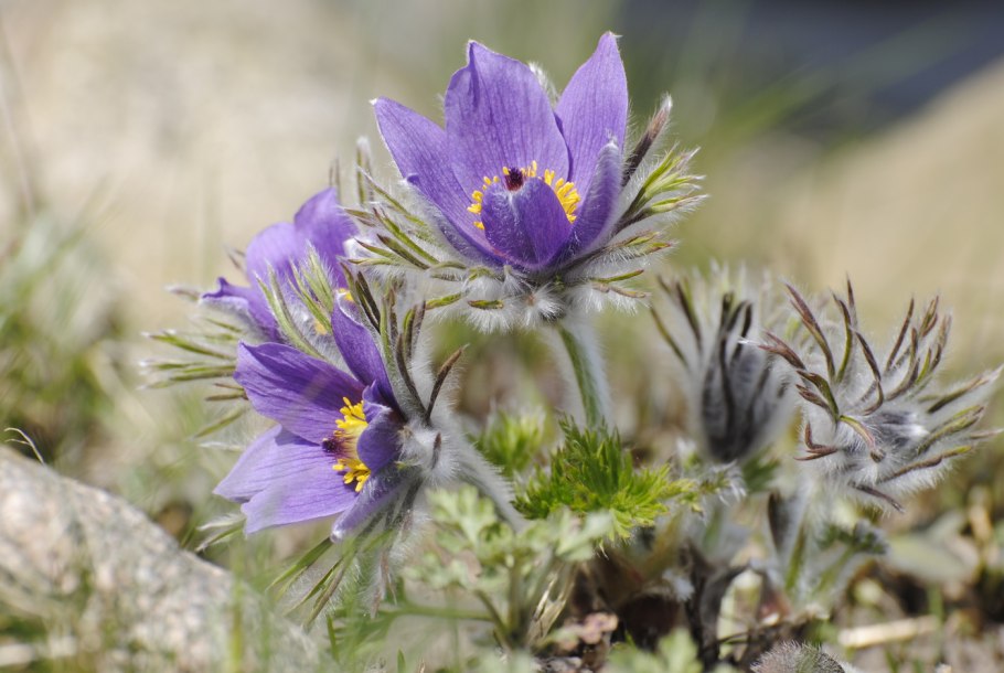 Прострел Луговой растение
