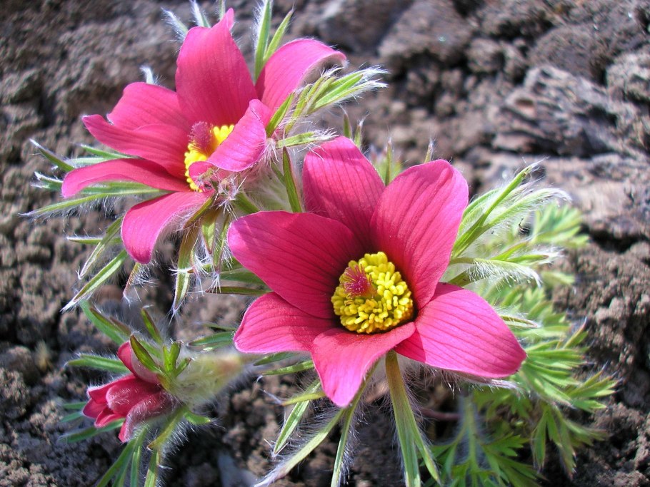 Pulsatilla vulgaris