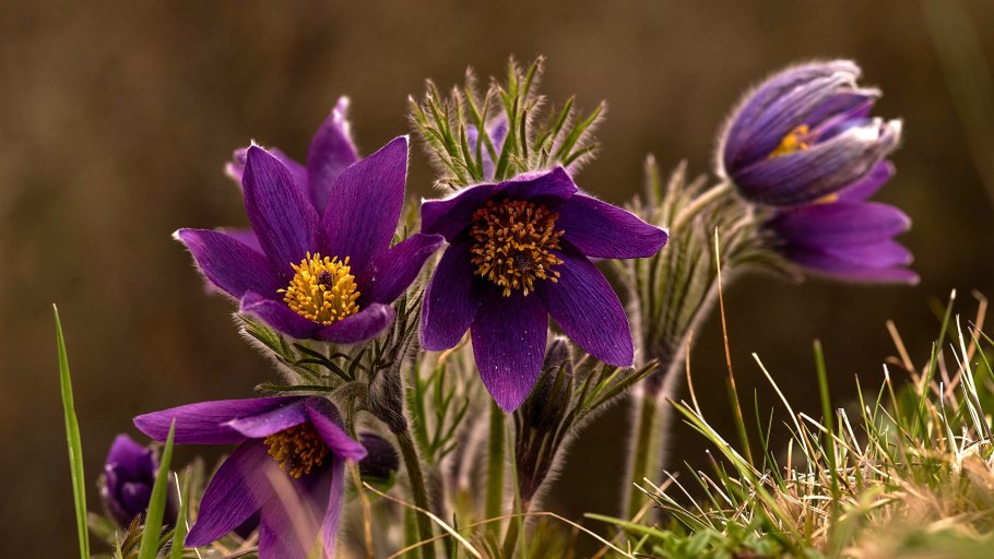 Прострел гибридный