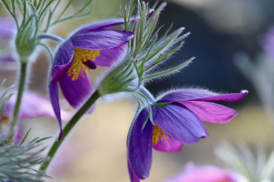 Прострел луговой pulsatilla pratensis