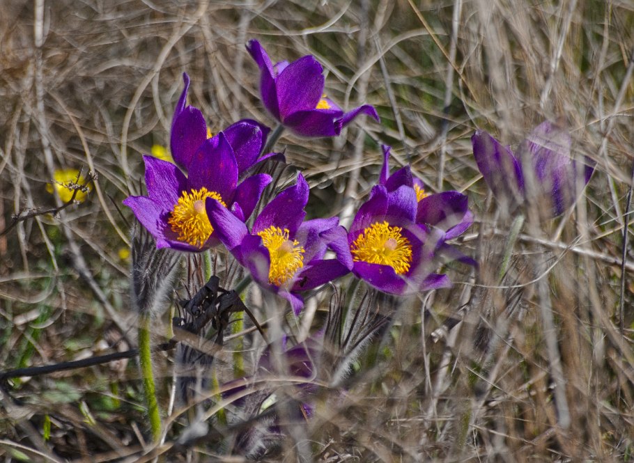 Подснежник Сибирский прострел