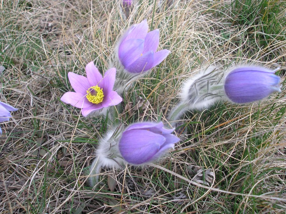 Прострел Луговой Pulsatilla pratensis (l.) Mill.