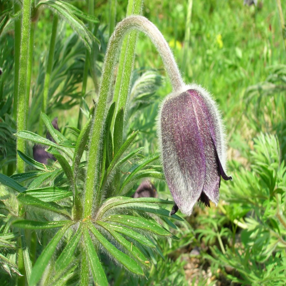 Прострел Луговой (сон-трава).