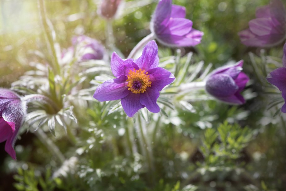 Прострел раскрытый (Pulsatilla Patens)