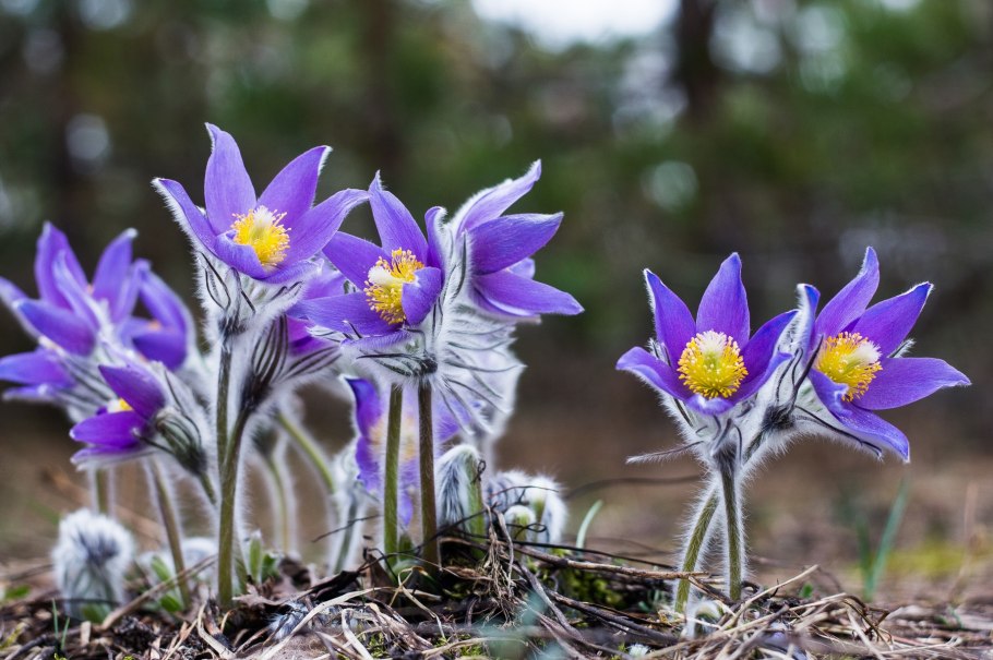 Pulsatilla Grandis