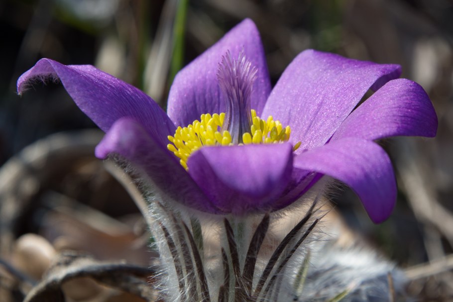 Прострел весенний pulsatilla vernalis