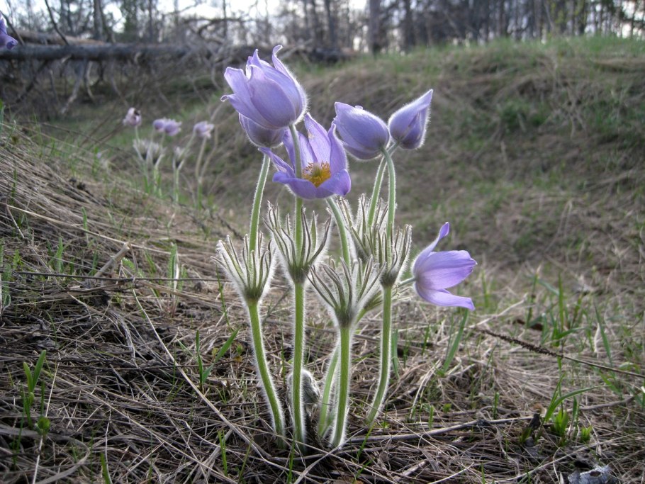 Прострел желтеющий pulsatilla flavescens