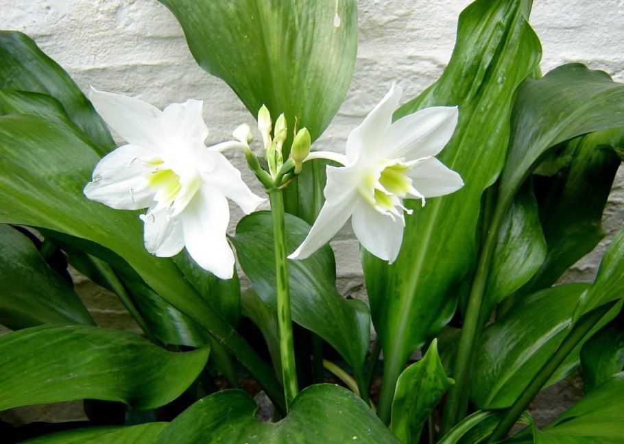 Эухарис, Амазонская Лилия (Eucharis)