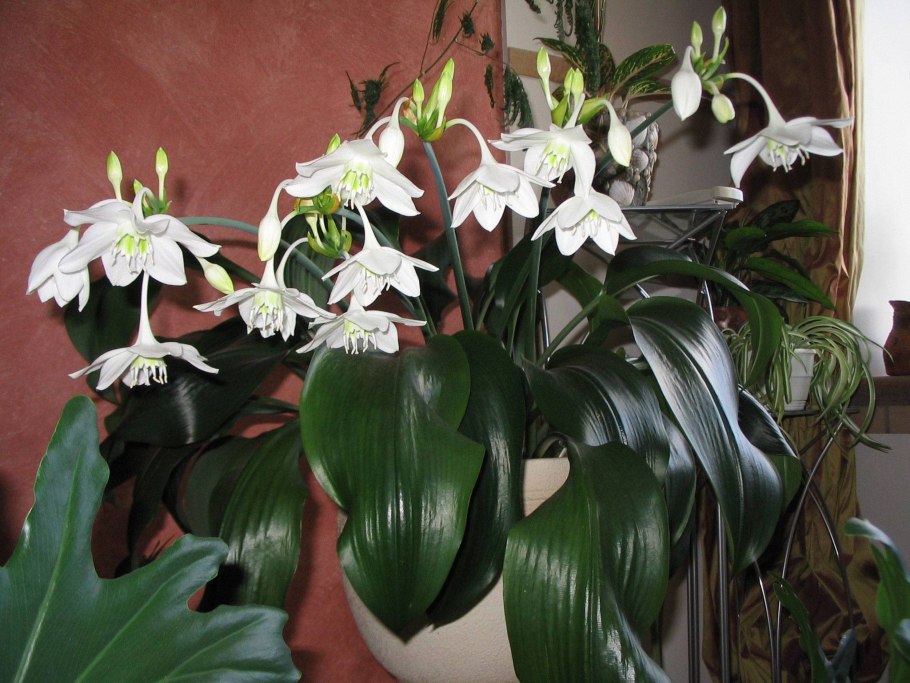 Эухарис grandiflora