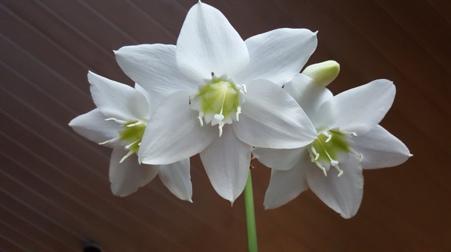 Эухарис, Амазонская Лилия (Eucharis)